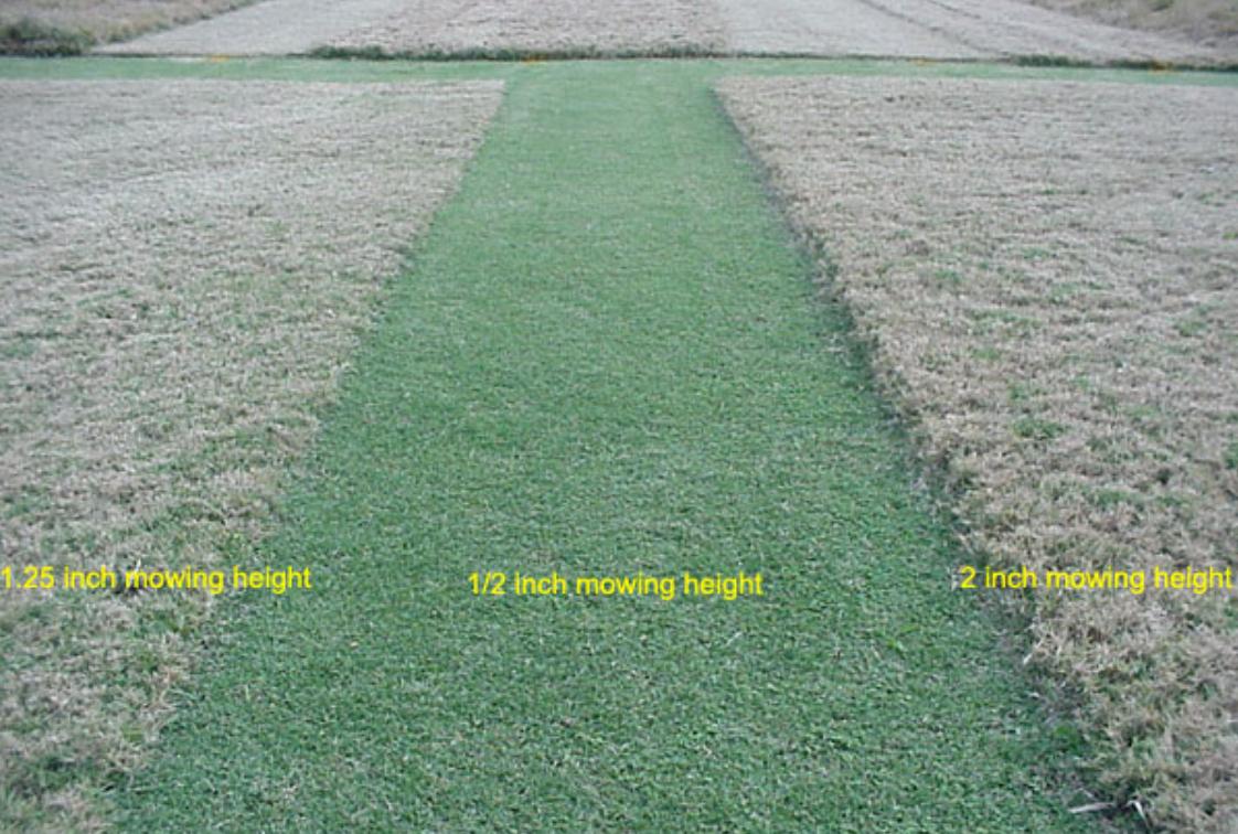 Benefits To Scalping Bermuda And Zoysia Lawns